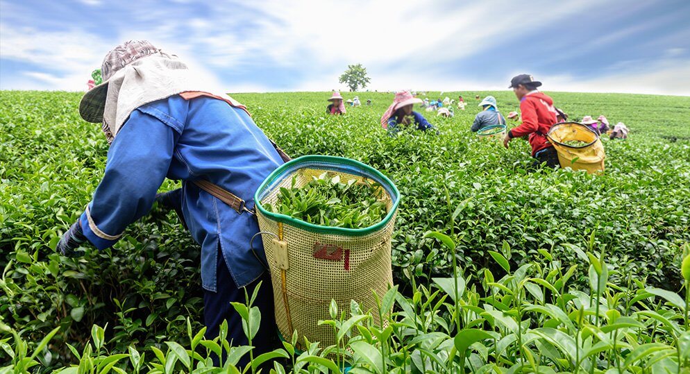 Tea Plantations